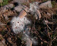 Milkweed seeds
