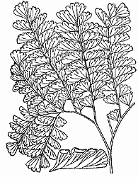 American Maidenhair