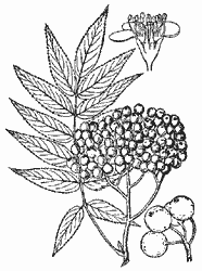 American Mountainash