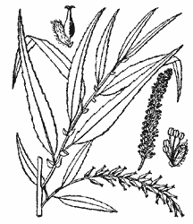 Black Willow