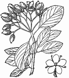Black Haw