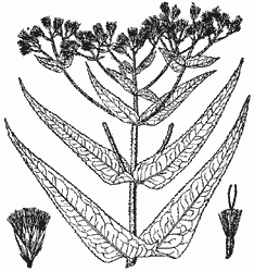 Common Boneset