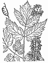 Bugbane