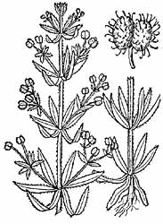 Catchweed