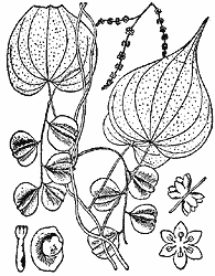 Wild Yam