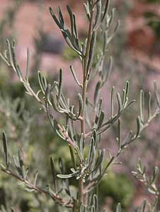 Fourwing Saltbush