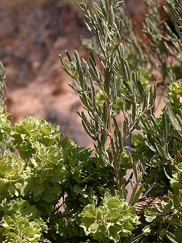 Fourwing Saltbush