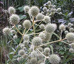 Rattlesnake Master