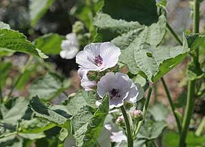 Musk Mallow