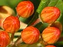 Plant Index