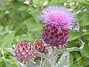 Plant Index