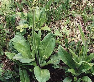Swamp Saxifrage